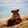 vacanze con il cane, dove andare in vacanza con il cane