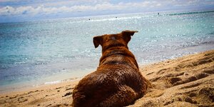 vacanze con il cane, dove andare in vacanza con il cane