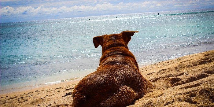 vacanze con il cane, vacanze con il cane dove andare