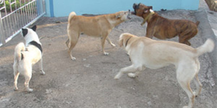 denuncia maltrattamento animali, denuncia abbandono animali