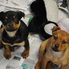cuccioli da adottare, cuccioli sequestrati da adottare