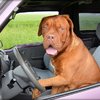 assicurazione animali domestici