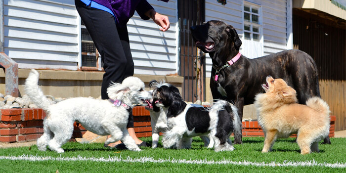 accordo house sitting, contratto di house sitting