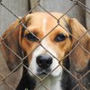 modulo adozione cane