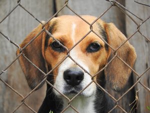 modulo adozione cane