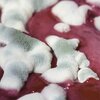 denuncia cibo avariato, alimenti avariati