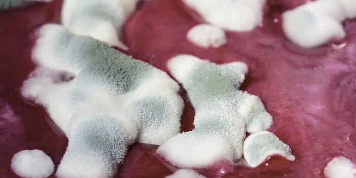 denuncia cibo avariato, alimenti avariati