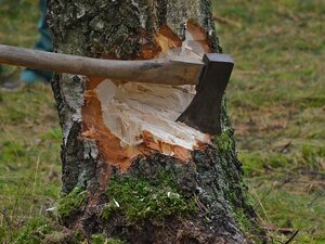 richiesta abbattimento alberi, richiesta taglio alberi pericolanti