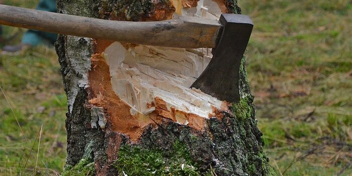 richiesta abbattimento alberi, richiesta taglio alberi pericolanti