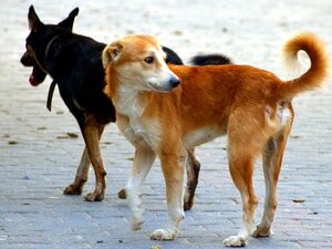 esposto vigili urbani per cani randagi