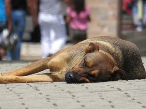 denuncia maltrattamento animali, segnalazione maltrattamento animali