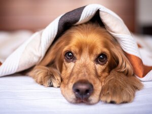 modulo decesso cane, dichiarazione decesso cane