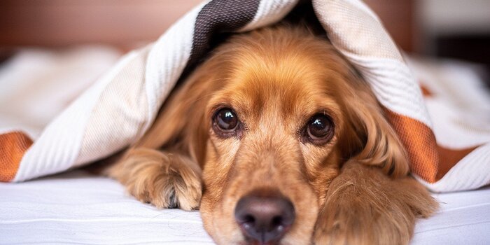 modulo decesso cane, dichiarazione decesso cane