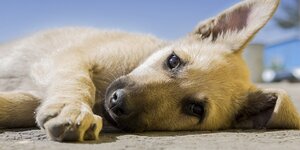 cosa fare quando muore un cane, quando muore un cane cosa fare