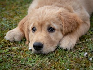 denuncia smarrimento cane, denuncia scomparsa cane