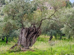 abbattimento alberi di ulivo,autorizzazione espianto ulivi