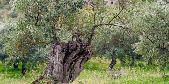 abbattimento alberi di ulivo,autorizzazione espianto ulivi