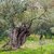 abbattimento alberi di ulivo,autorizzazione espianto ulivi