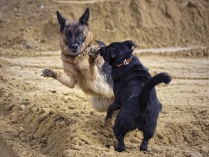 segnalazione ASL cane morsicatore