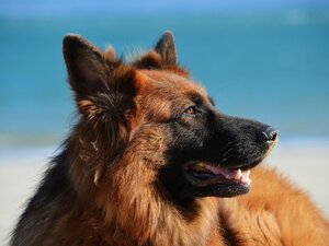 adottare cane poliziotto in pensione, cani poliziotto da adottare