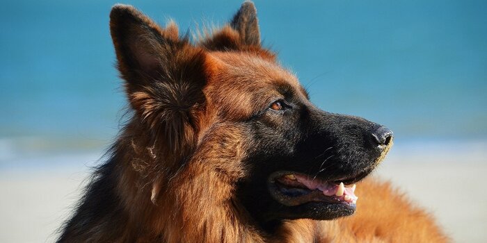 adottare cane poliziotto in pensione, cani poliziotto da adottare