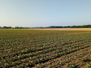 domanda di voltura catastale terreni