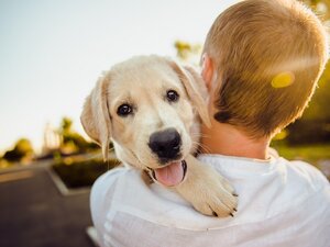 copia certificato iscrizione anagrafe canina