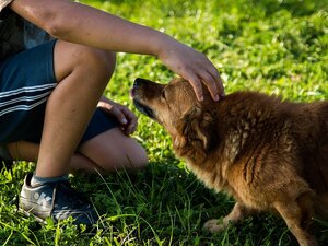 certificato iscrizione Anagrafe canina