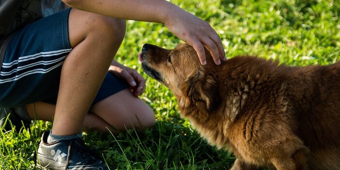 certificato iscrizione Anagrafe canina