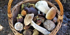 permesso raccolta funghi 2024, autorizzazione raccolta funghi