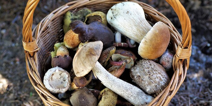 permesso raccolta funghi 2023, autorizzazione raccolta funghi