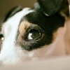 scheda di affido cane randagio
