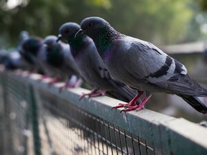denuncia presenza piccioni in condominio