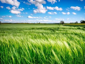 rinuncia diritto di prelazione terreno agricolo fac simile