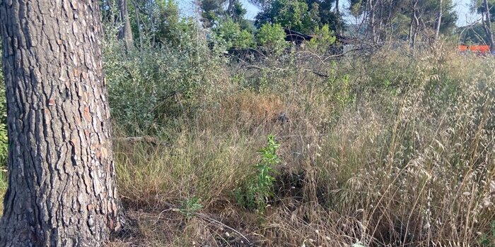 lettera al confinante per pulizia terreno