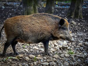 modulo richiesta risarcimento danni da cinghiale