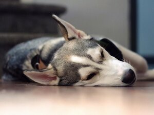 fac simile clausola divieto animali domestici contratto di locazione